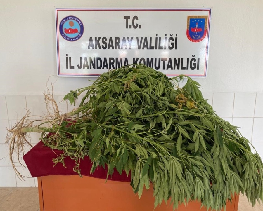 Jandarmadan bahçeye kenevir operasyonu