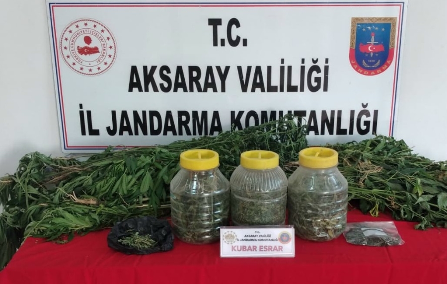 Aksaray'da 135 kök kenevir bitkisi, 1600 gr kubar esrar,200 gr kenevir tohumu ele geçirildi
