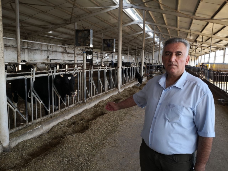 Kentte 370 bin olan büyükbaş hayvan sayısı 250 binlere kadar düştü