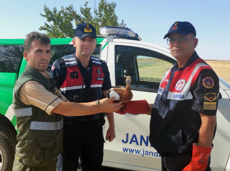 Yorgun ve bitkin halde bulunan Angut kuşu tedavi altına alındı