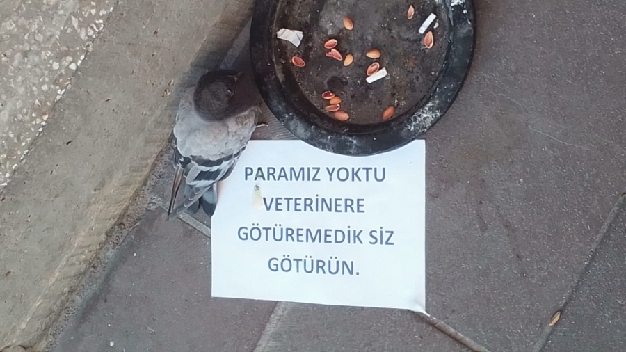 Yaralı güvercini Vali Aydoğdu tedavi ettirdi