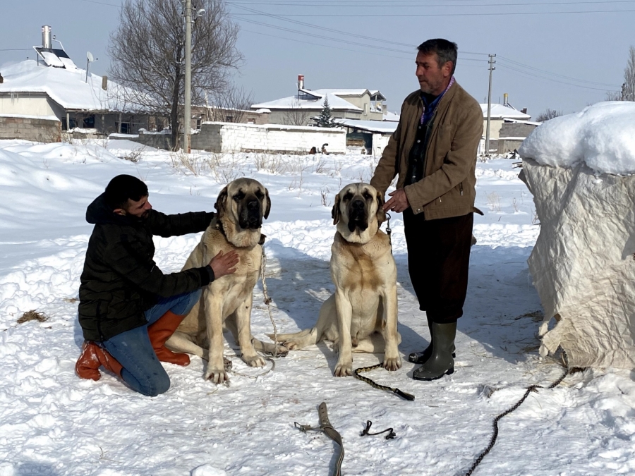 Aksaray Malaklı köpeklerinin soğuk hava şartlarından etkilenmemeleri için özen gösteriliyor