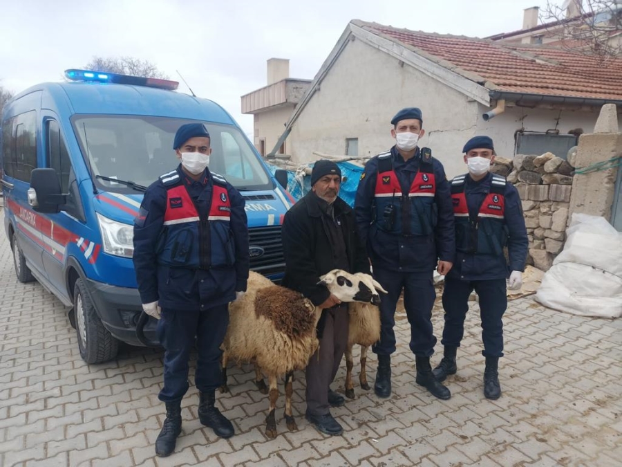 Aksaray'da Koyun Hırsızları Jandarma Tarafından Yakalandı