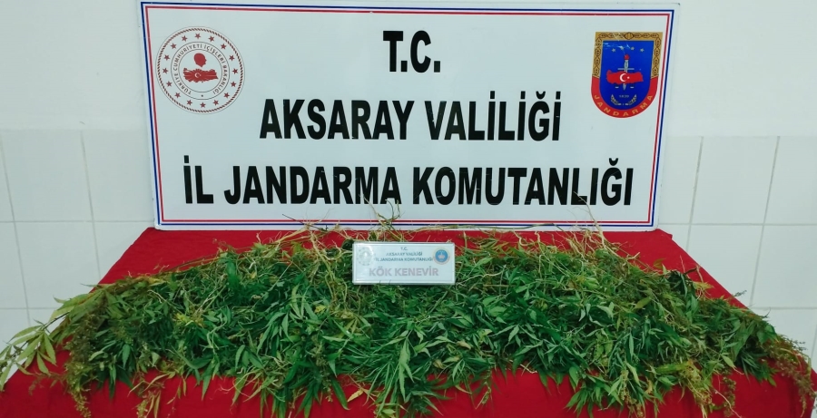 Aksaray jandarması 483 adet kök kenevir ele geçirdi