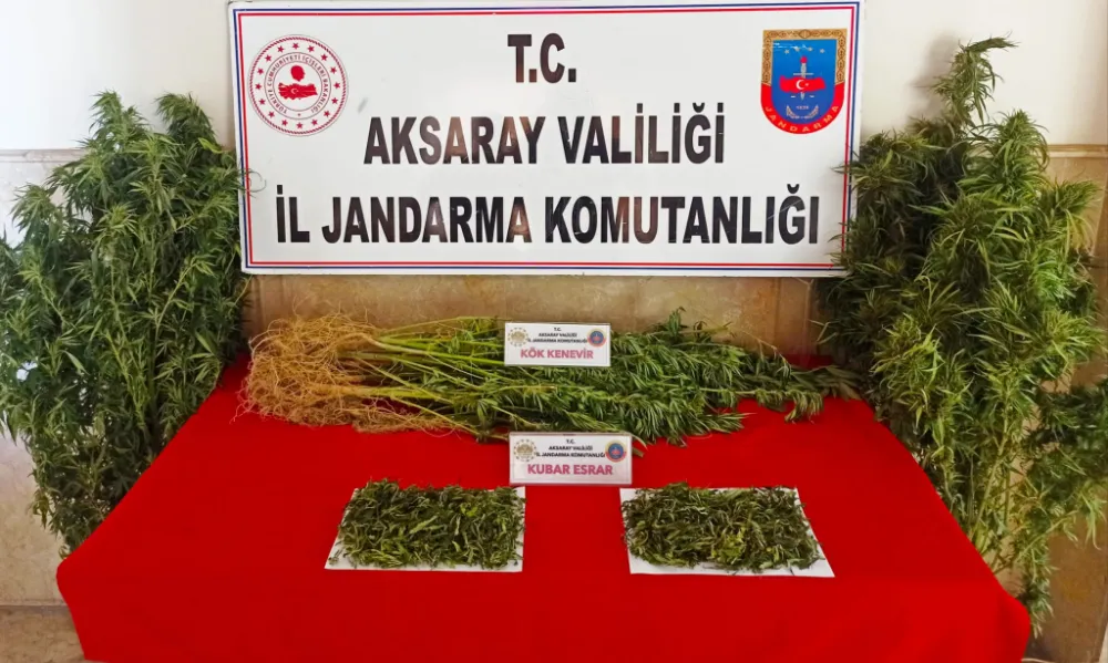 Aksaray’da Yasak Kenevir Bitkisi Yetiştiren 2 Kişi Yakalandı