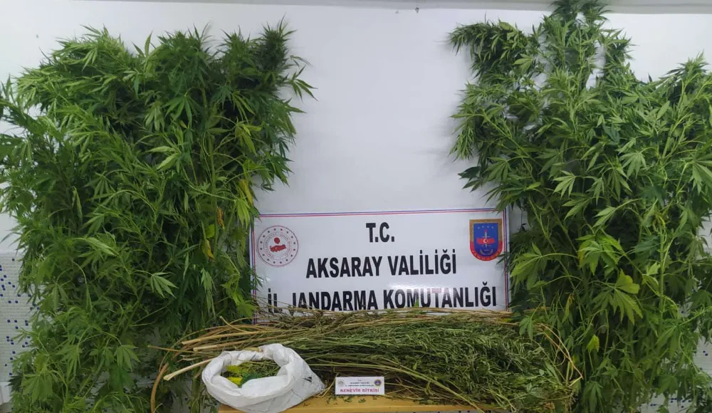 Aksaray'da kenevir ekimi yaptığı tespit edilen bir şahıs yakalandı