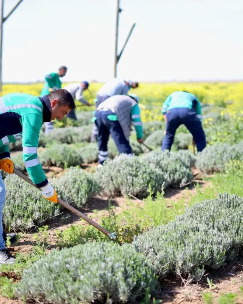 AKSARAY'DA LAVANTA BAHÇESİNİN