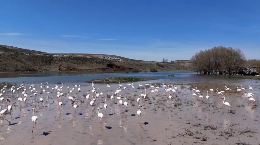 Allı turnalar mamasın barajında