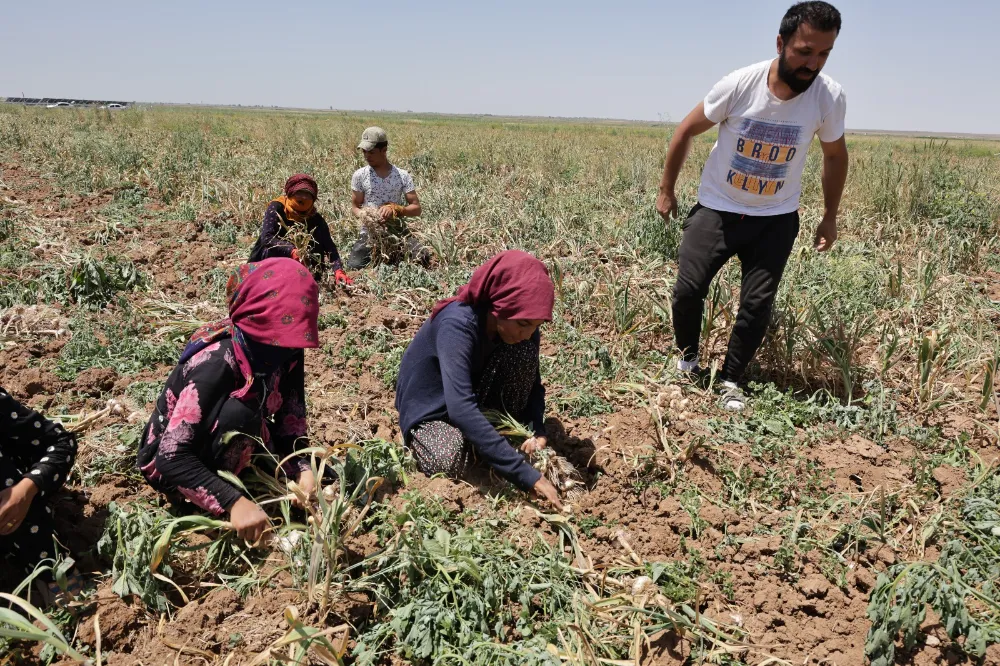 Türkiye de 10. Sırada Olan Aksaray Organik Ürünler Hasadı Başladı