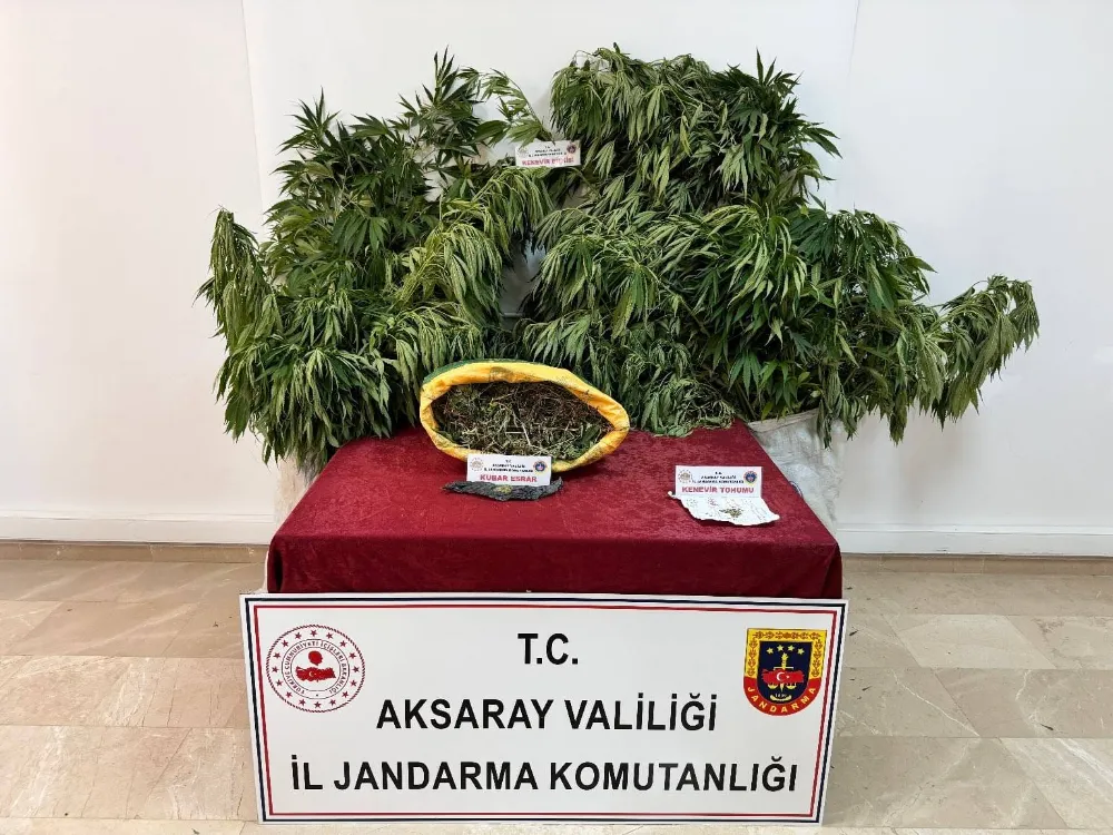 Yasadışı kenevir ekimi ve ticaretini yapan şahıs Aksaray'ın Ortaköy ilçesinde yakalandı