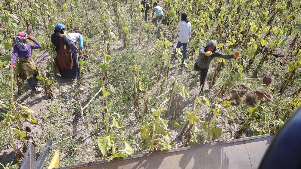 Aksaray'dan Türkiye'nin Dört Bir Yanına Çerezlik Ayçiçeği Çekirdeği Gönderiliyor