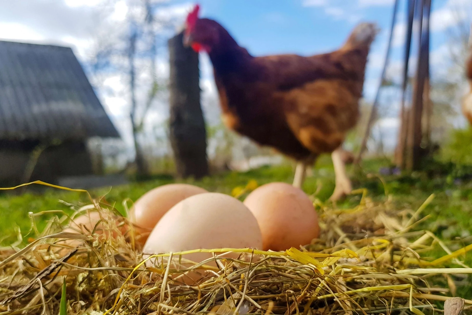 Tavuk kesimi arttı, yumurta üretimi azaldı!