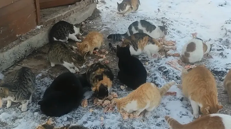 Aç Kalan Kedilerimizi Doyurduk