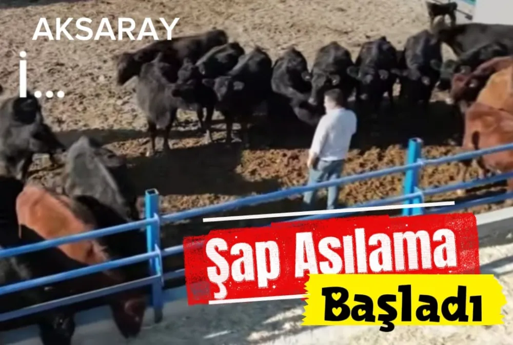 Aksaray’da Şap Aşılaması ve İşletme Güncellemesi Uyarısı