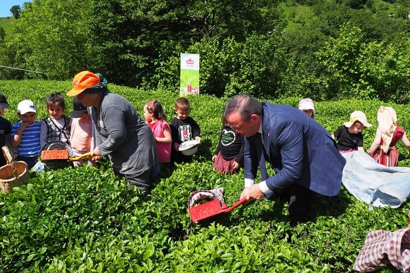 Çay İşletmeleri'ne personel atamalarında 40 yaş şartı aranmayacak