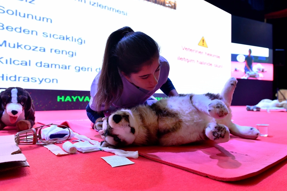 Başkent’te sokak hayvanlarına kapsamlı destek