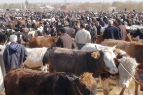 Kurbanlık hayvan gebelik muayene ve yaş tayın istasyonu kuruldu