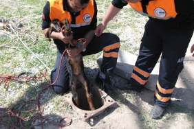 Sondaj kuyusuna düşen yavru keçi AFAD ekiplerince kurtarıldı